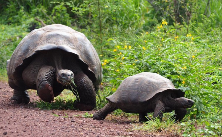 Giant tortoises in wild 1
