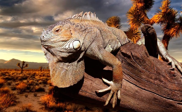 Land iguana closeup sunset 01