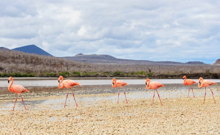 South America Ecuador Galapagos Islands Punta Cormorant Low Resolution Width3000px