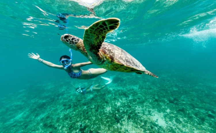 South America Ecuador Galapagos sorkelling turtle Low Resolution Width3000px