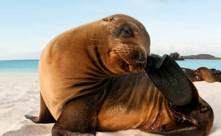 sea lion galapagos islands metro