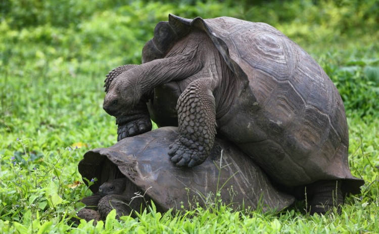 Galapagos Giant Tortoises mating in Santa Cruz Island