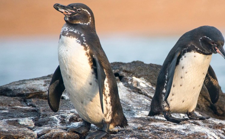 galapagos penguin galapagos islands