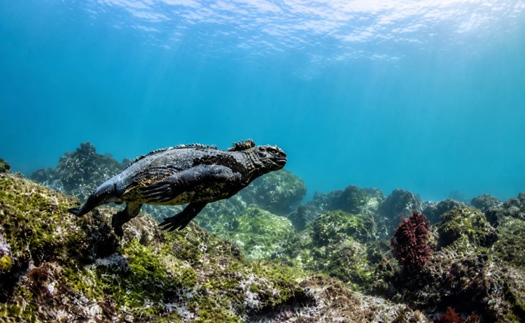 Diving in Galapagos marine iguana