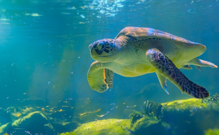 Galaxy Diver II cruise, Sea Turtle in Galapagos
