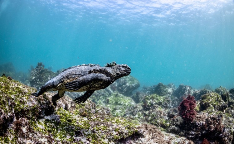 Marine iguana in Galapagos Island v2
