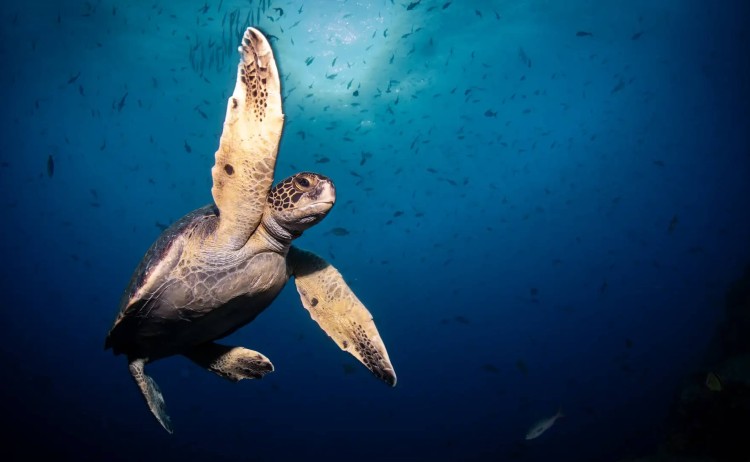 Galapagos Diver III sea turtle in Baltra Island