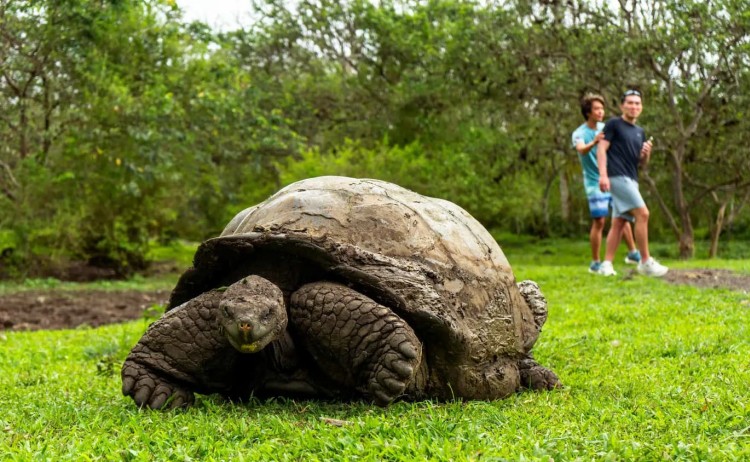 Galapagos Island santa cruz island diver lll