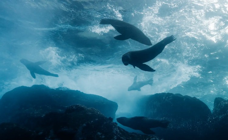 Galapagos Wolf island diver lll