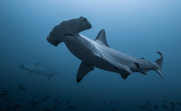 Galapagos darwin island diver lll