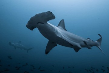 Galapagos: Galaxy Diver III | 8 days Diving