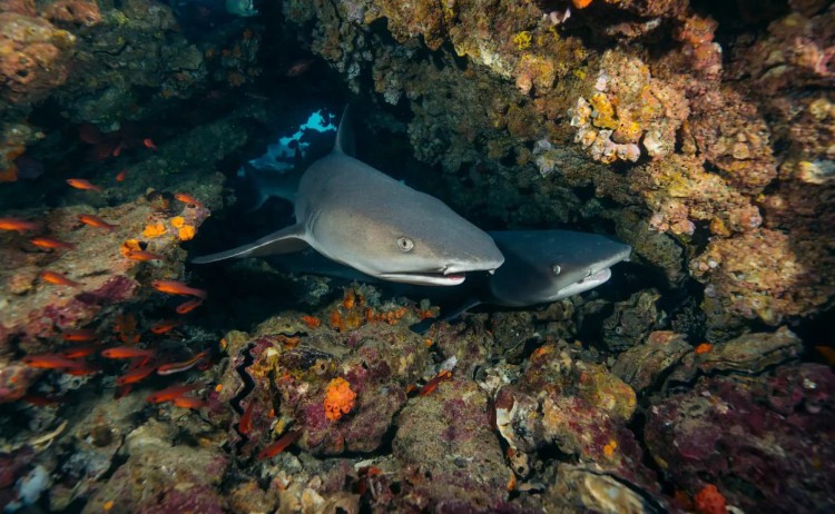 Galapagos marine life diver lll