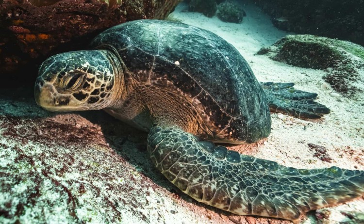Galaxy cruises Diver III green turtle