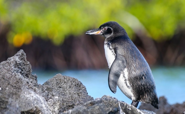 Penguins Galapagos