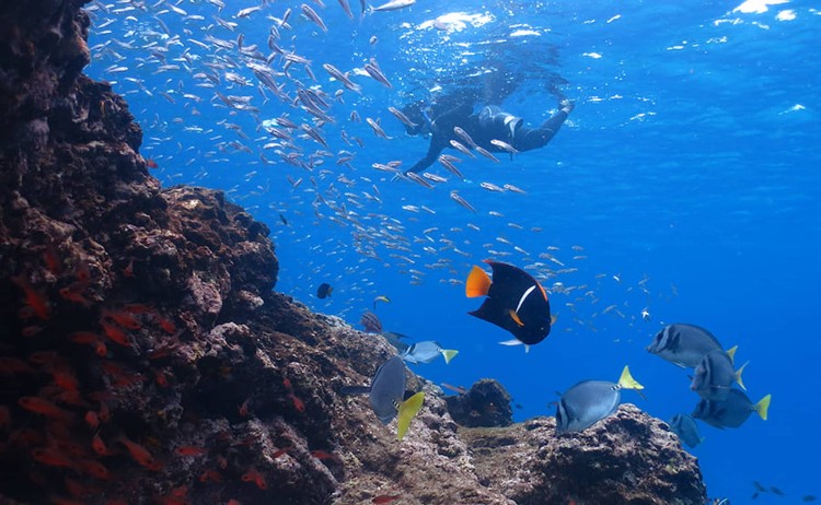 Galaxy Sirius cruise snorkelling in Galapagos