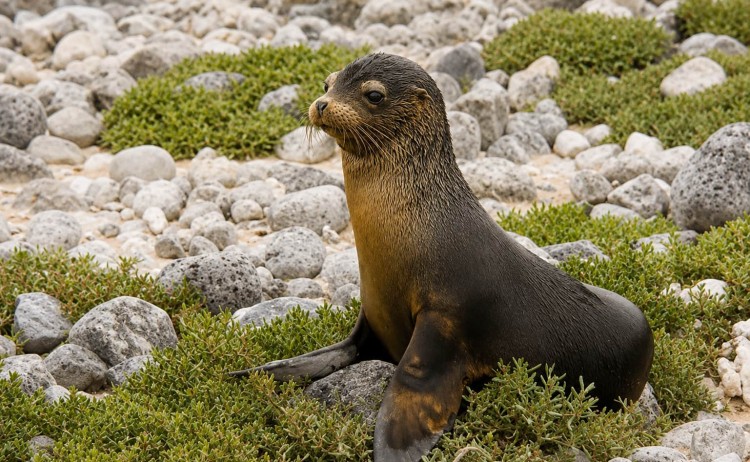 Galaxy Sirius sea lion pup in Galapagos