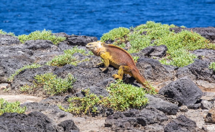 Iguana in Galapagos v2