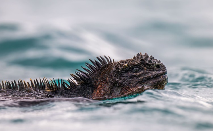 Galapagos marine iguana