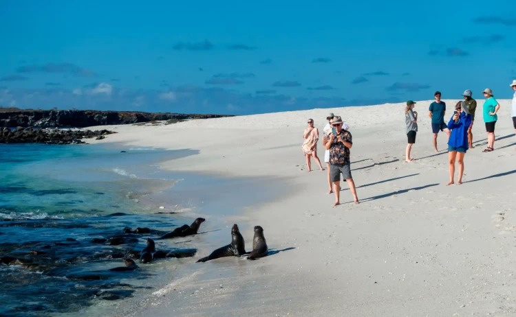 Galaxy stella cruise sea lion colony