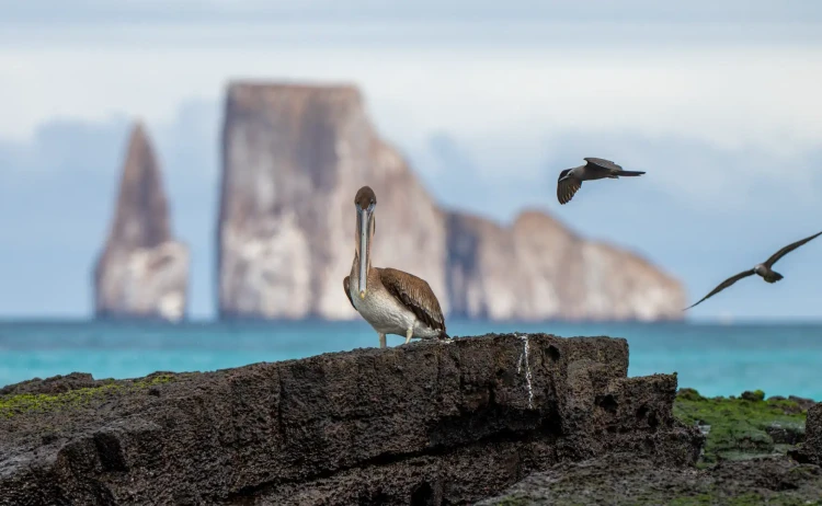 galaxy stella seabirds kicker rock