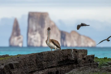 Galapagos: Galaxy Stella I Western Route 8 days 