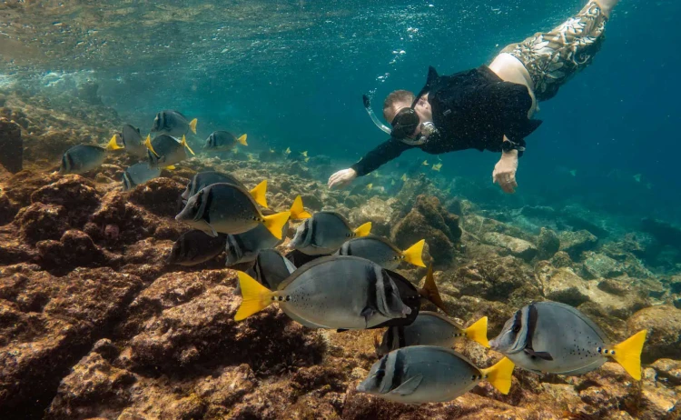 galaxy stella snorkeler yellowtail surgeonfish