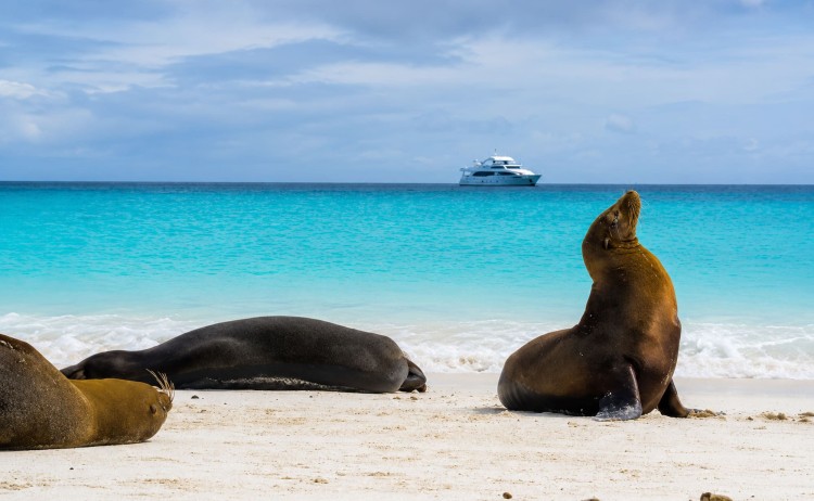 Grand majestic wildlife sightings in the Galapagos Island