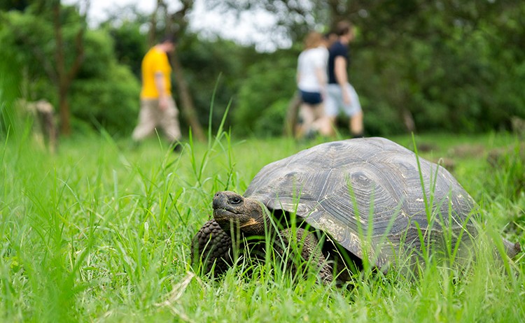 gmajestic exp tortoises1 Royal Galapagos