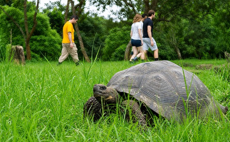 gmajestic tortoises Royal Galapagos
