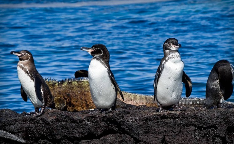 Penguins in Galapagos islands