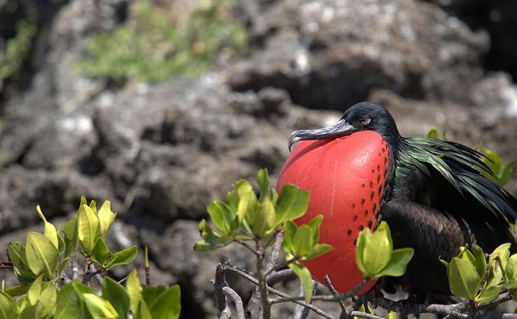 Galapagos Frigatebird