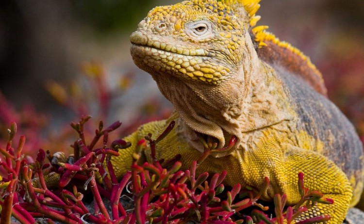 Galapagos land Iguana