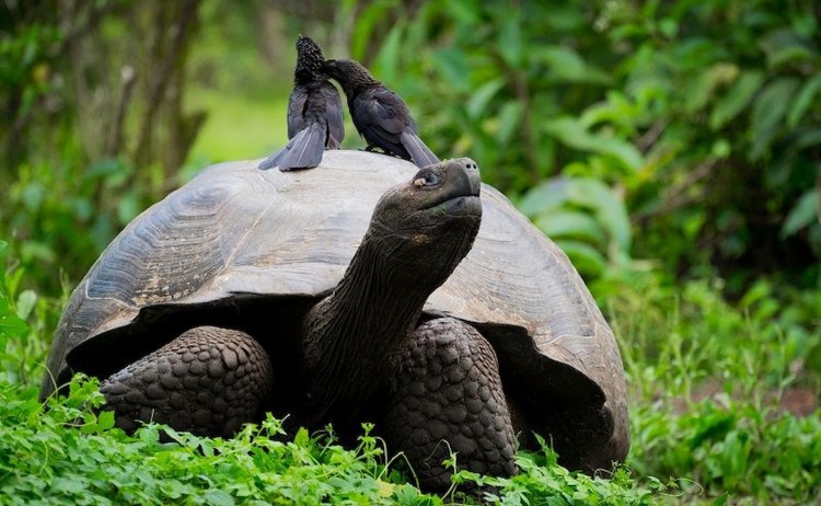 Giant Tortoise in Galapagos