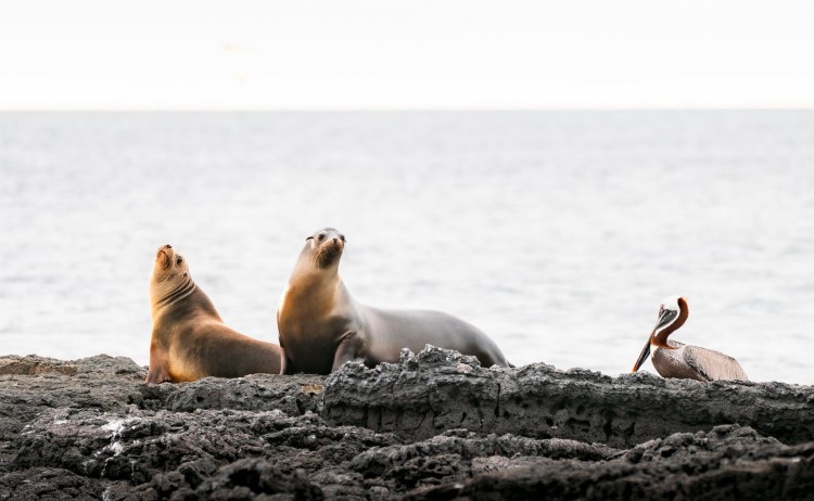 Santiago Island Seals and bird