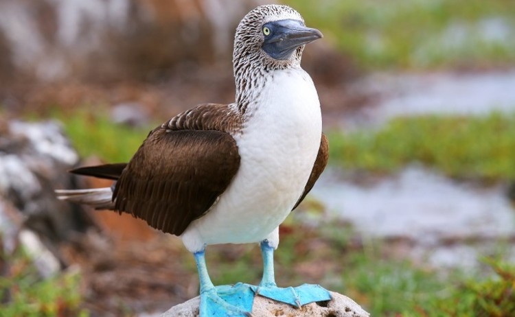 Blue footed boobies Galapagos 384022195 800