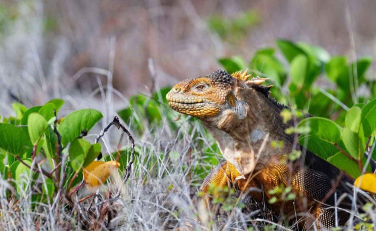 Land iguana galapagos islands