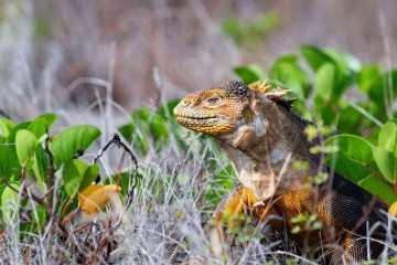 Galapagos: Hermes | 4 days luxury