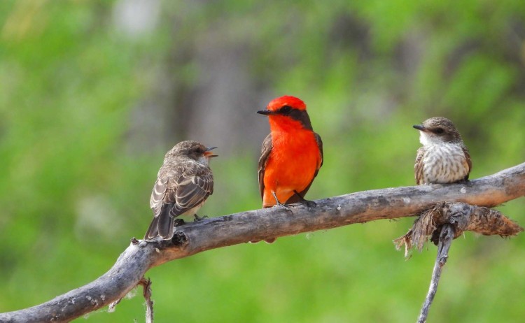 Vermillion flycatcher