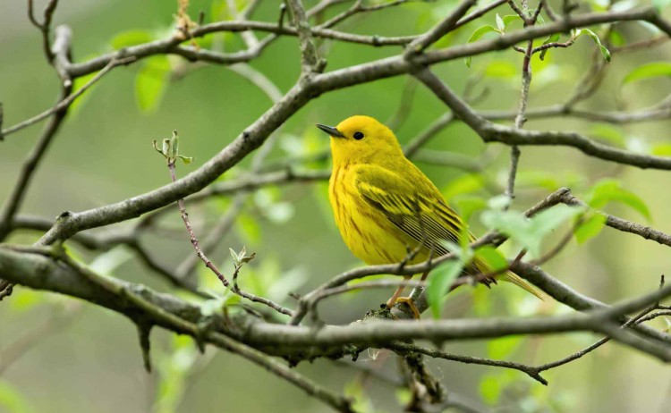 yellow warbler