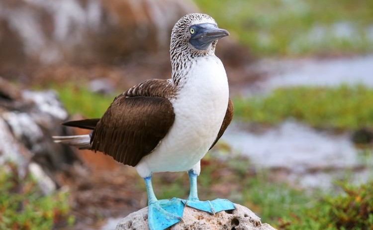 Blue footed boobies Galapagos 384022195 800