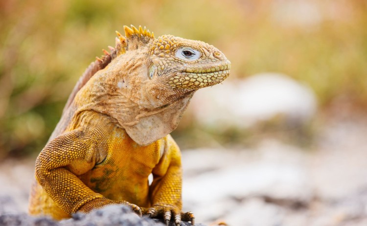 Hermes cruise land iguana in the Galapagos