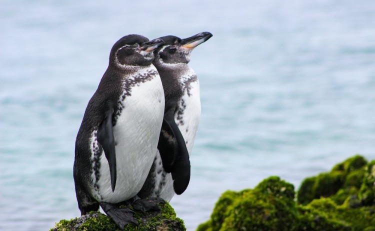 Two penguins sitting on mossy green rock overlooking ocean in the Galapagos Island