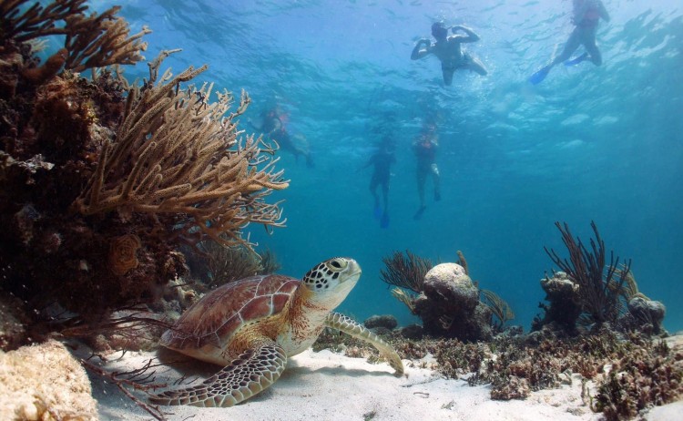 galapagos snorkelling