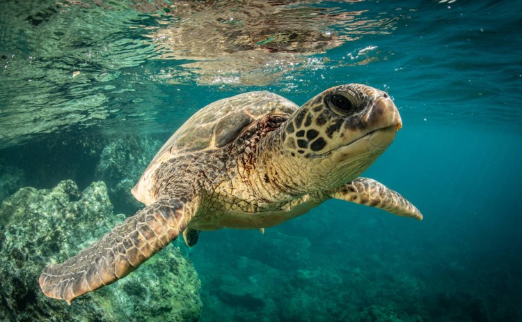 Galapagos Island sea tutle