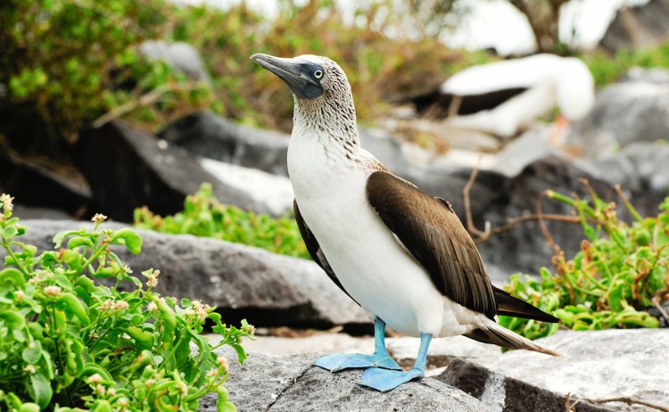 Galapagos island blue footed booby