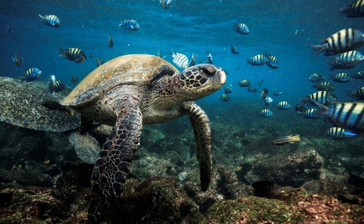 Snorkelling Galapagos 1314085790