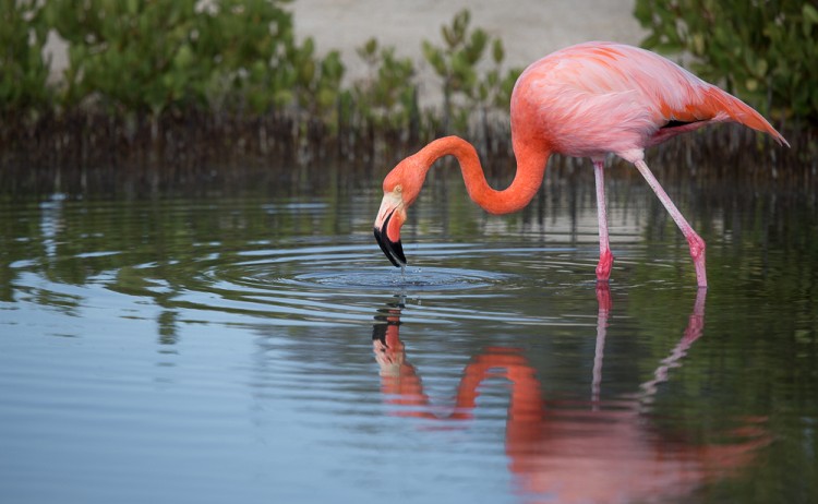 Galapagos Flamingo