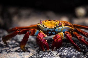 Galapagos: Horizon Trimaran | 8 day