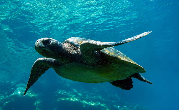 Galapagos cruise marine turtle