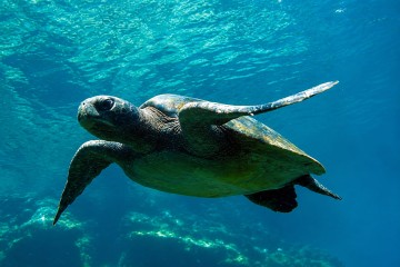 Galapagos: Infinity | 8 day 